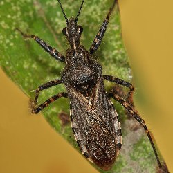 Coranus subapterus